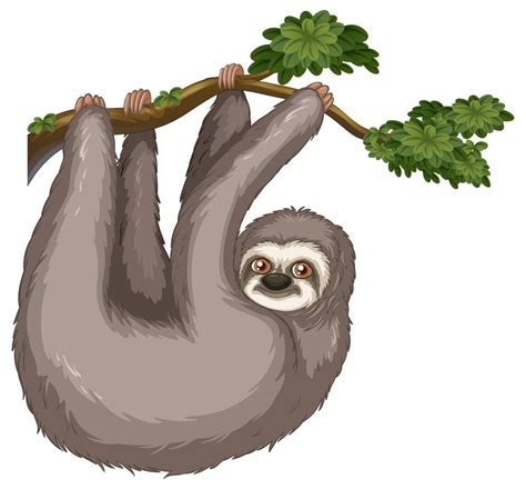 Sloth 432026 Vector Art at Vecteezy