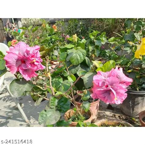 GUDHAL/HIBISCUS FLOWER PLANT