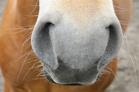 Royalty-Free photo: Photo animal nose | PickPik