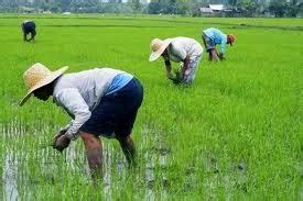 Ortizshielaaa: UUNLAD NA BA ANG AGRIKULTURA KUNG ANG LAHAT NG MAGSASAKA AY MAY SARILING LUPA?