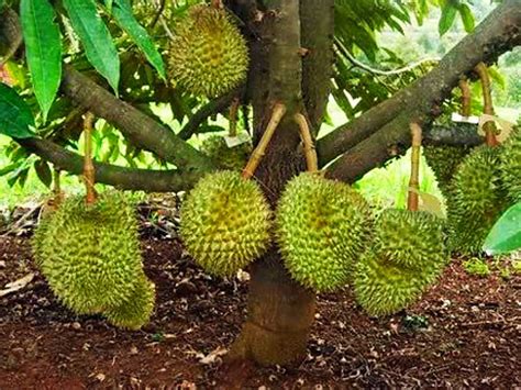 Panduan Pemangkasan Pohon Durian yang Baik supaya Berbuah Banyak - Toko Tanaman