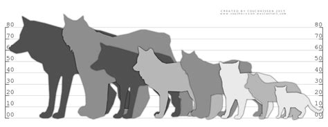 Comparison Chart: Wolf, Fox, Lynx, Cat by Couchkissen on DeviantArt