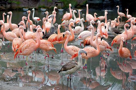 The Chilean flamingo is waiting for you at Zoo Leipzig!