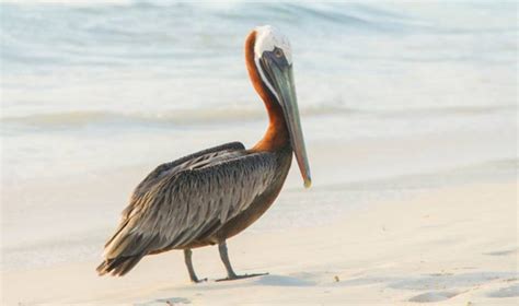 Meet the Animals That Live the Island Life in Aruba | Visit Aruba Blog