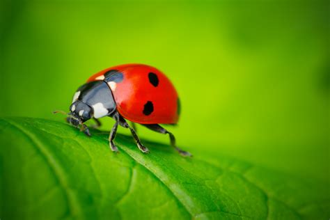 Ladybugs Facts, Types, Lifespan, Classification, Habitat, Pictures