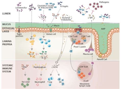 Dynamic interactions between the gut microbiota and the immune system. | Download Scientific Diagram