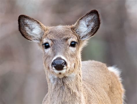 Mandatory testing aims to keep B.C. free of chronic wasting disease - My East Kootenay Now