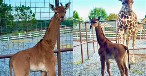 Zoo reveals name chosen for rare spotless giraffe baby | US News ...