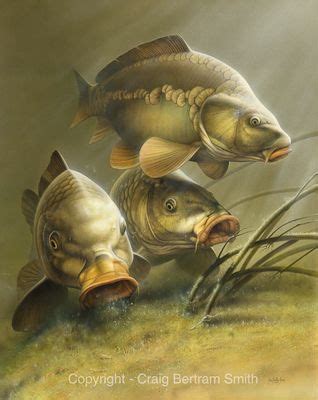 Carp-Painting | Carp fishing, Fish, Carp