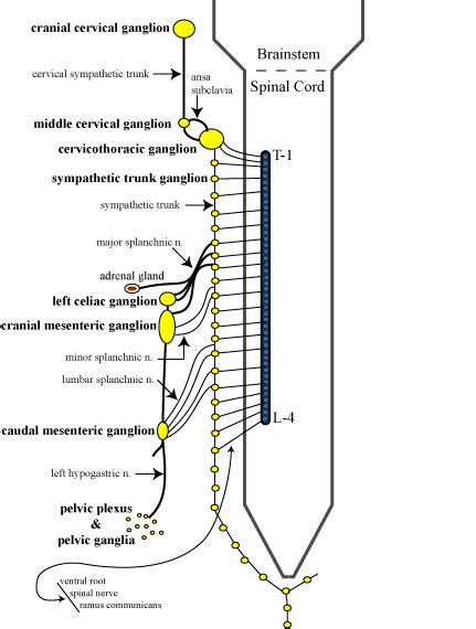 Sympathetic Preganglinic Pathways