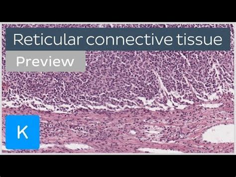 Reticular fibers: characteristics, functions, examples - science - 2024