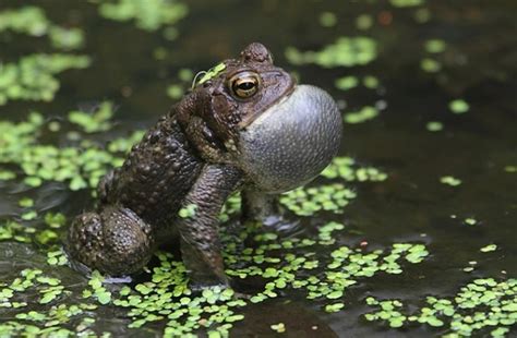 American Toad - Facts, Size, Diet, Pictures - All Animal Facts