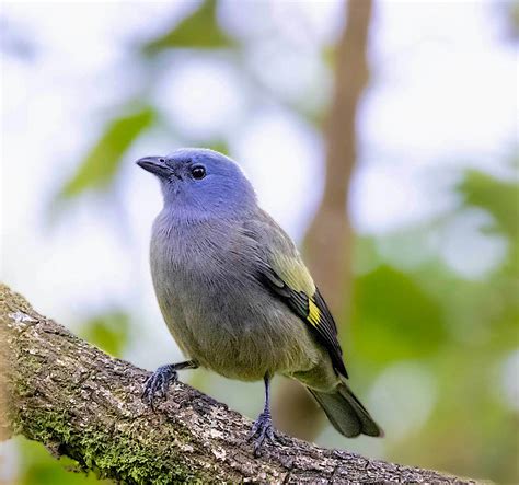 Yellow-winged Tanager | BirdForum