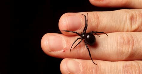 4 misconceptions about the black widow spider - CBS News