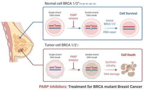 Biomedicines | Free Full-Text | Role of PARP in TNBC: Mechanism of ...