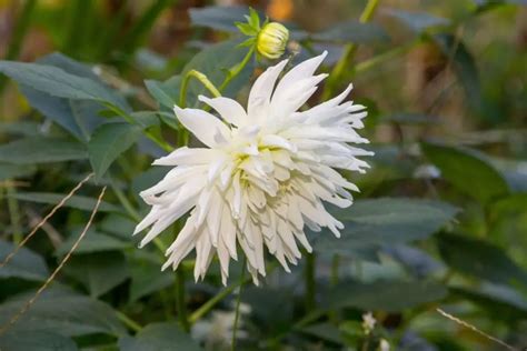 36 Magnificent Chrysanthemum Types and Varieties You Can Plant ...