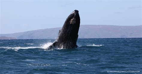 How to recognize Humpback Whale Surface Behavior