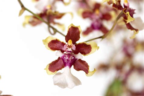 Oncidium Orchids Care and Growing Tips