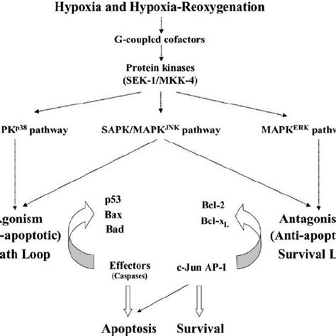 An overview of the complex network of MAPK signaling pathways and their ...