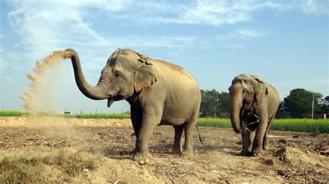 Wildlife Conservation Efforts In India | Routeprints