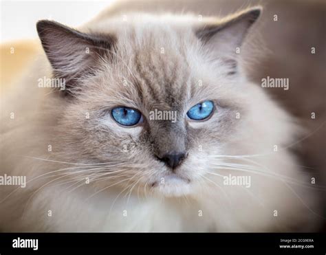 blue-eyed persian cat Stock Photo - Alamy