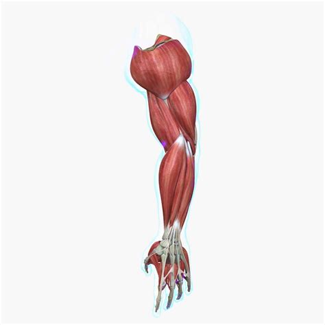 Human Arm Muscle Anatomy 3D Model | ubicaciondepersonas.cdmx.gob.mx