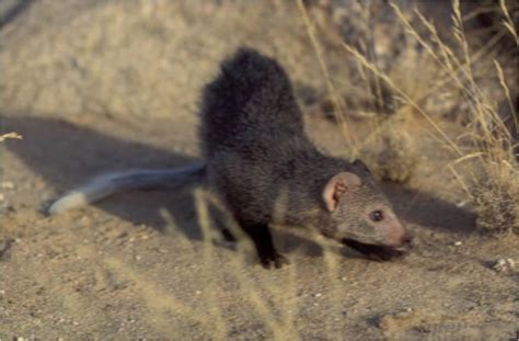 Black-Footed Mongoose - Animal of the world Wiki