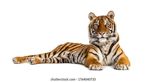 Female Bengal Tiger Lying Isolated On Stock Photo 2224143543 | Shutterstock