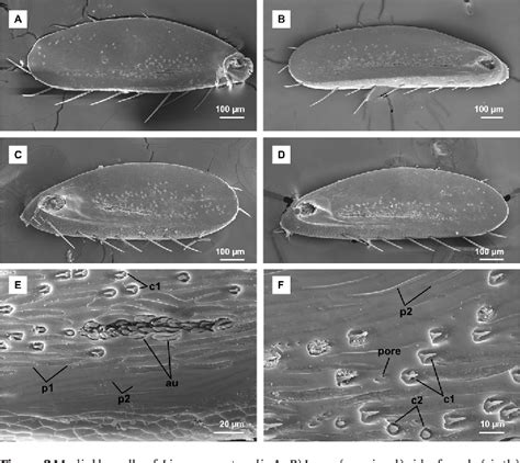 Figure 1 from Identification and description of the antennal sensilla of Liogenys suturalis ...