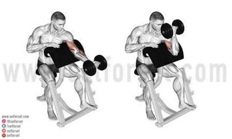 Preacher Curl: Correct Form & 10 Best Variations - SET FOR SET