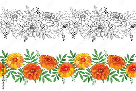 Vector seamless pattern with outline Tagetes or Marigold flower and ...