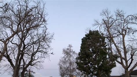 Birds Singing In The Morning | over 3 hours - YouTube