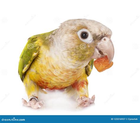 Green-cheeked Parakeet In Studio Stock Image - Image of parrot, molinae: 123316937