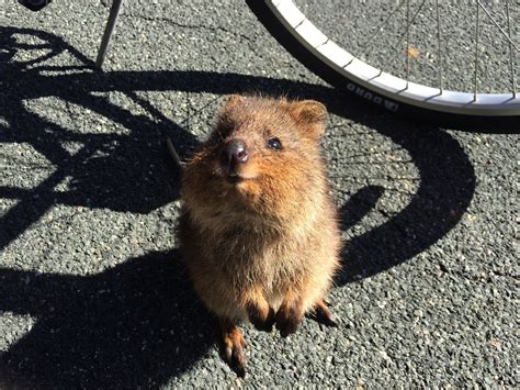 Quokka Ζώο Άγρια Ζωή - Δωρεάν φωτογραφία στο Pixabay