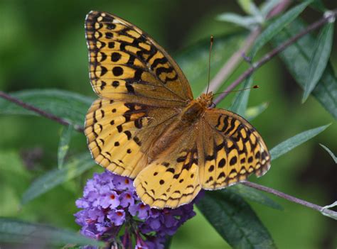 Welcome Oh Great Spangled Fritillary! | Kim Smith Films