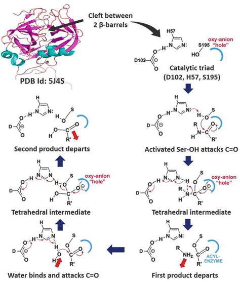 Hydrolases: The Most Diverse Class of Enzymes | IntechOpen