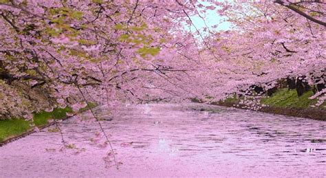 Japan's Top 100 Cherry Blossom Spots in Hokkaido and Tohoku Region