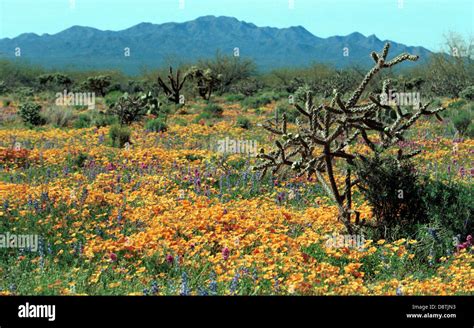 Desert spring flowers in bloom Palm Springs California, Desert flowers ...