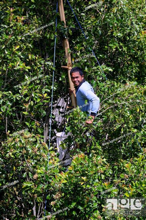 Farmer harvesting cloves, Clove Tree (Syzygium aromaticum), Munduk, Bali, Indonesia, Stock Photo ...