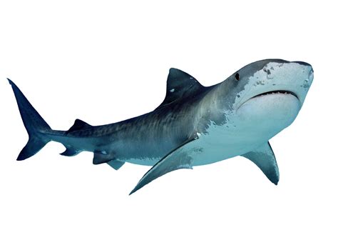 Download Tiger Shark White Great Fish Png Download Free Hq Png Image