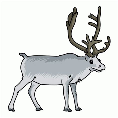 Reindeer Caribou Sticker - Reindeer Caribou Peary Caribou - Discover ...
