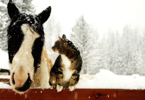 20 Wonderful pictures of animals in the snow | Amazing Creatures