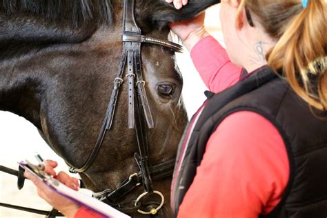 Bit Fitter Bridle Fitter Auvergne-Rhône Alpes Provence Alpes Côte d'Azur Drôme