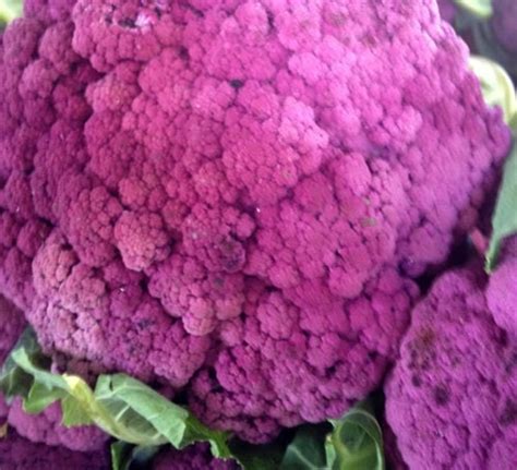 Cauliflower Seeds Graffiti Purple 25 Cauliflower Seeds