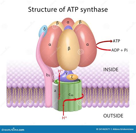 ATP Synthase Royalty-Free Illustration | CartoonDealer.com #247057503