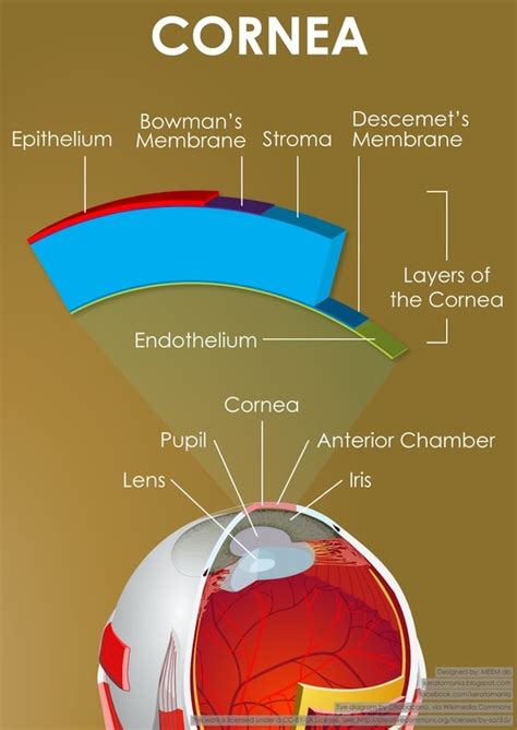 Cornea Anatomy & Functions - LinkoCare