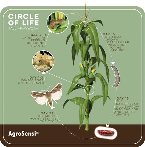 Fall Armyworm Life Cycle