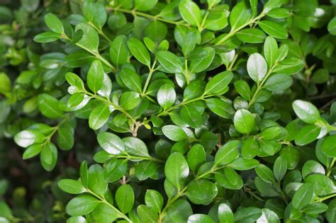 Green Mountain Boxwood Growing Guide | Plantly