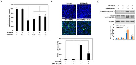 IJMS | Free Full-Text | Denosumab Attenuates Glucolipotoxicity-Induced β-Cell Dysfunction and ...