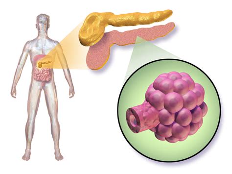 Islet Cell Transplant Update - Integrated Diabetes Services